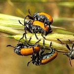 Le grain et les cocinelles. החמישיה החיפושית